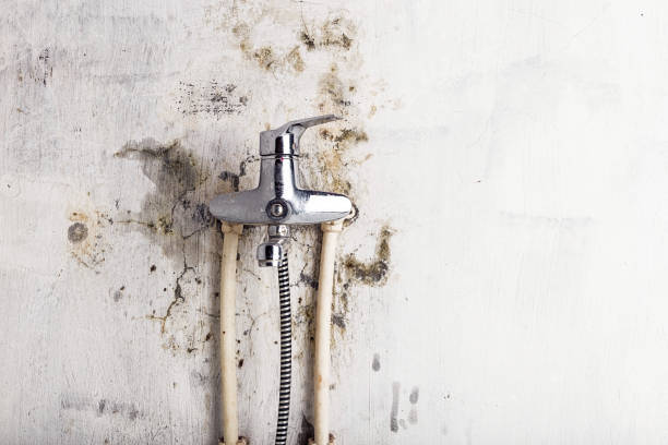 Professional Mold Removal in Hood River, OR