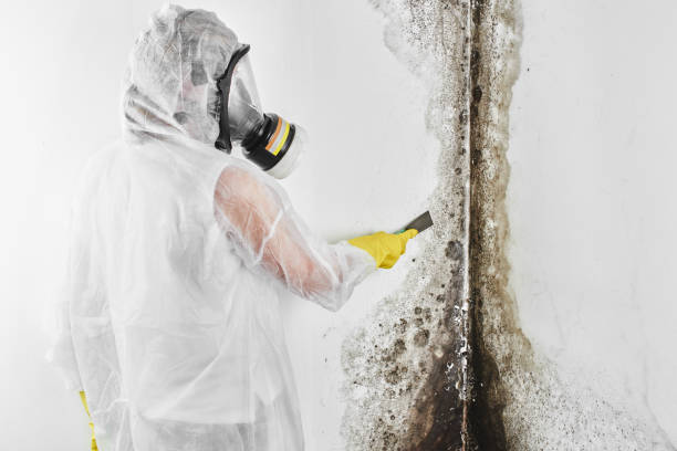 Best Mold Remediation  in Hood River, OR