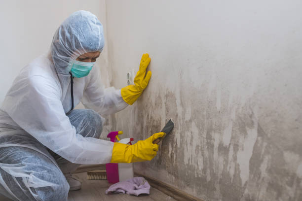 Best Mold Damage Repair  in Hood River, OR