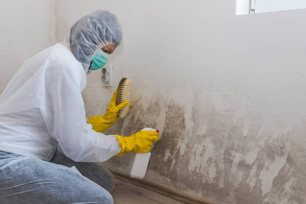 Mold Removal and Inspection in Hood River, OR