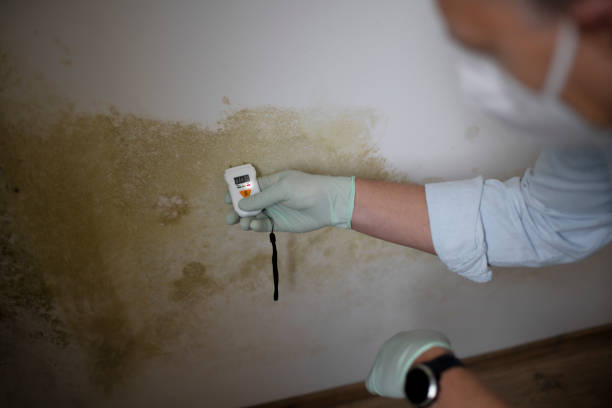 Best Toxic Mold Removal  in Hood River, OR