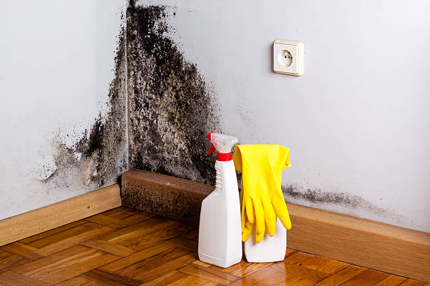 Best Mold Removal Company Near Me  in Hood River, OR