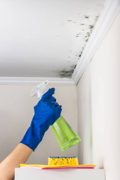 Best Mold Cleaning Services  in Hood River, OR
