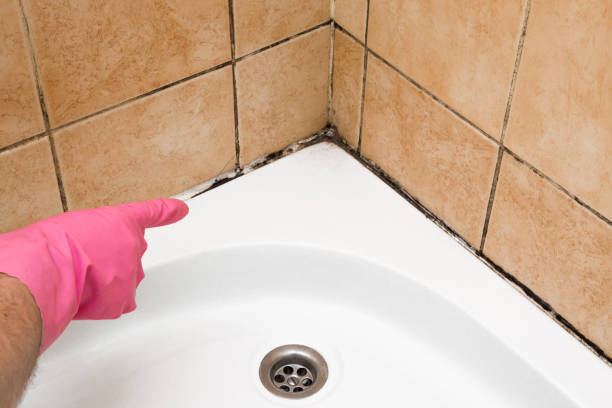 Best Certified Mold Removal  in Hood River, OR